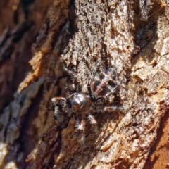 Salticidae (family) at Pialligo, ACT - 3 Apr 2021 by DPRees125