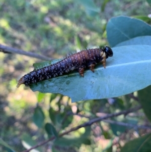 Perginae sp. (subfamily) at Murrumbateman, NSW - 3 Apr 2021 05:22 PM