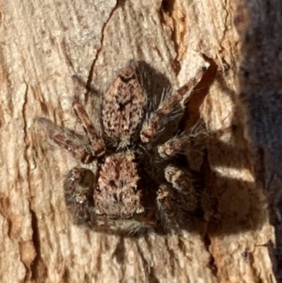 Servaea incana (Hoary Servaea) at Murrumbateman, NSW - 3 Apr 2021 by SimoneC