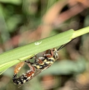 Tiphiidae (family) at Murrumbateman, NSW - 3 Apr 2021