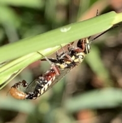 Tiphiidae (family) at Murrumbateman, NSW - 3 Apr 2021