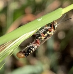 Tiphiidae (family) at Murrumbateman, NSW - 3 Apr 2021