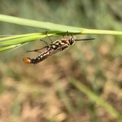 Tiphiidae (family) at Murrumbateman, NSW - 3 Apr 2021