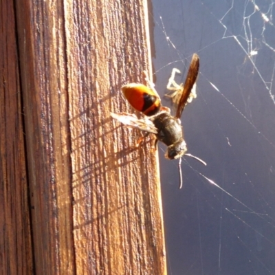 Eumeninae (subfamily) (Unidentified Potter wasp) at Rugosa - 2 Apr 2021 by SenexRugosus