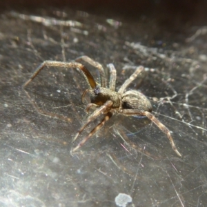 Badumna sp. (genus) at Yass River, NSW - 2 Apr 2021