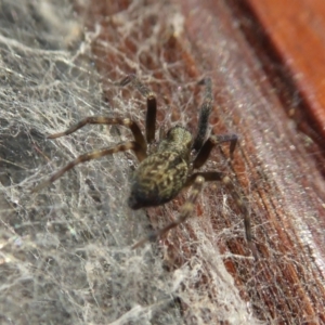 Badumna sp. (genus) at Yass River, NSW - 2 Apr 2021