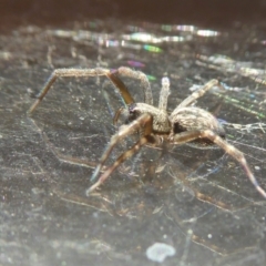 Badumna sp. (genus) at Yass River, NSW - 2 Apr 2021