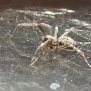 Badumna sp. (genus) at Yass River, NSW - 2 Apr 2021 04:01 PM