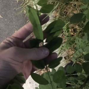 Robinia pseudoacacia at Canberra, ACT - 26 Mar 2021