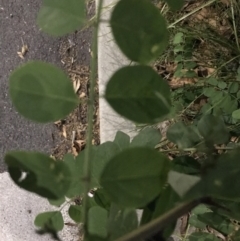 Robinia pseudoacacia at Canberra, ACT - 26 Mar 2021 07:29 PM