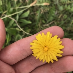 Hypochaeris radicata at Curtin, ACT - 27 Mar 2021