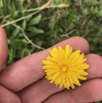 Hypochaeris radicata (Cat's Ear, Flatweed) at Curtin, ACT - 27 Mar 2021 by Tapirlord