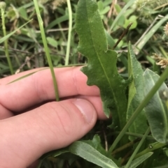 Hypochaeris radicata at Curtin, ACT - 27 Mar 2021