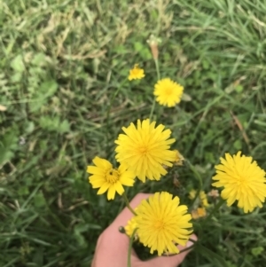 Hypochaeris radicata at Curtin, ACT - 27 Mar 2021