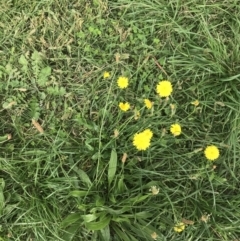 Hypochaeris radicata at Curtin, ACT - 27 Mar 2021