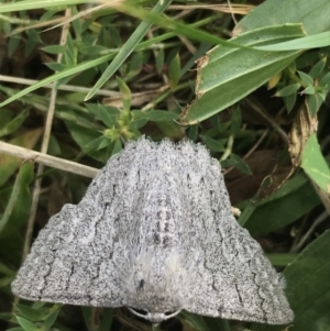 Crypsiphona ocultaria at Curtin, ACT - 27 Mar 2021