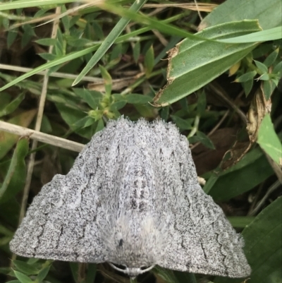 Crypsiphona ocultaria (Red-lined Looper Moth) at Curtin, ACT - 27 Mar 2021 by Tapirlord