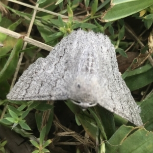 Crypsiphona ocultaria at Curtin, ACT - 27 Mar 2021