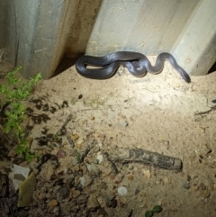 Cryptophis nigrescens at Currawang, NSW - suppressed