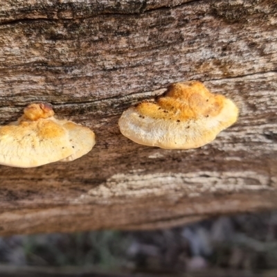 Truncospora ochroleuca at Hackett, ACT - 31 Mar 2021 by sbittinger