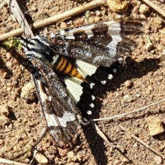 Apina callisto (Pasture Day Moth) at Mount Painter - 2 Apr 2021 by drakes