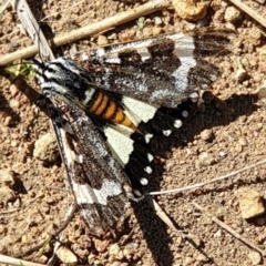 Apina callisto (Pasture Day Moth) at Cook, ACT - 2 Apr 2021 by drakes