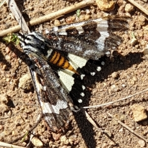 Apina callisto at Cook, ACT - 2 Apr 2021 11:29 AM