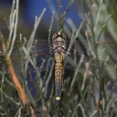 Hemicordulia tau (Tau Emerald) at Acton, ACT - 1 Apr 2021 by TimL