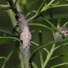Siphanta acuta (Green planthopper, Torpedo bug) at ANBG - 1 Apr 2021 by TimL