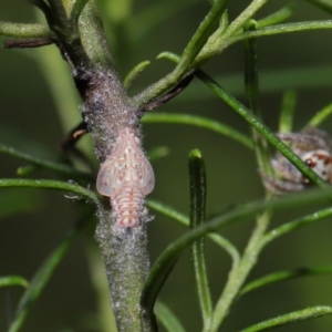 Siphanta acuta at Downer, ACT - 2 Apr 2021