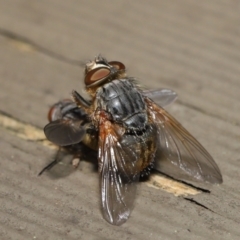 Calliphora sp. (genus) at Downer, ACT - 2 Apr 2021