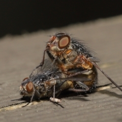 Calliphora sp. (genus) at Downer, ACT - 2 Apr 2021