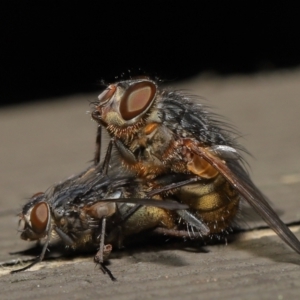 Calliphora sp. (genus) at Downer, ACT - 2 Apr 2021