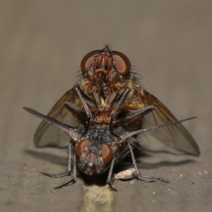 Calliphora sp. (genus) at Downer, ACT - 2 Apr 2021