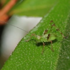 Caedicia simplex (Common Garden Katydid) at Downer, ACT - 2 Apr 2021 by TimL