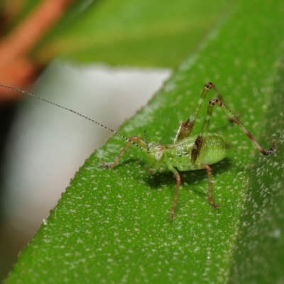 Caedicia simplex (Common Garden Katydid) at ANBG - 2 Apr 2021 by TimL