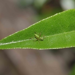 Caedicia simplex at Downer, ACT - 2 Apr 2021