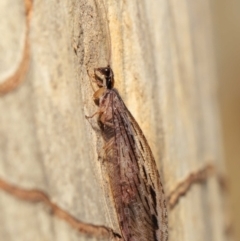 Stenosmylus stenopterus at Downer, ACT - 2 Apr 2021