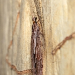 Stenosmylus stenopterus at Downer, ACT - 2 Apr 2021