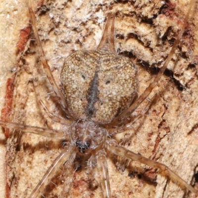 Tamopsis sp. (genus) (Two-tailed spider) at Downer, ACT - 2 Apr 2021 by TimL