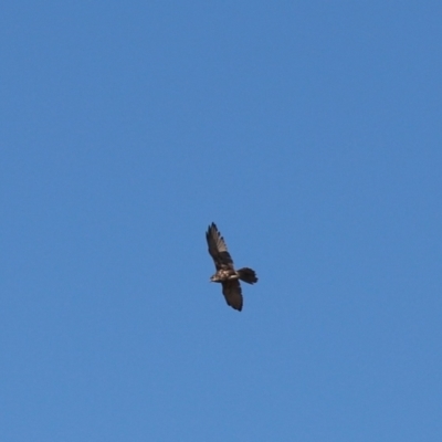 Falco berigora (Brown Falcon) at Tuggeranong DC, ACT - 2 Apr 2021 by Tammy