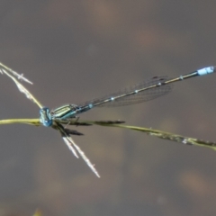 Austroagrion watsoni (Eastern Billabongfly) at Stromlo, ACT - 26 Mar 2021 by SWishart