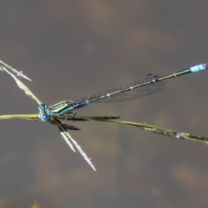 Austroagrion watsoni at Stromlo, ACT - 26 Mar 2021