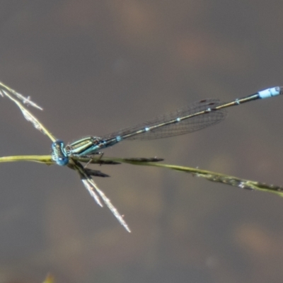 Austroagrion watsoni (Eastern Billabongfly) at Stromlo, ACT - 26 Mar 2021 by SWishart