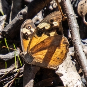 Heteronympha merope at Chapman, ACT - 26 Mar 2021 11:20 AM