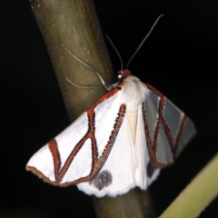 Thalaina clara (Clara's Satin Moth) at O'Connor, ACT - 2 Apr 2021 by ibaird