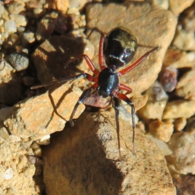 Poecilipta sp. (genus) (Beautiful Ant Mimic Spider) at Cotter River, ACT - 3 Apr 2021 by Christine