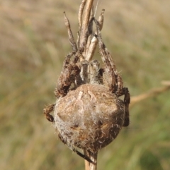 Socca pustulosa (Knobbled Orbweaver) at Gordon, ACT - 22 Feb 2021 by michaelb