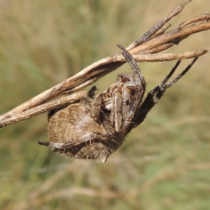 Socca pustulosa at Gordon, ACT - 22 Feb 2021 06:02 PM