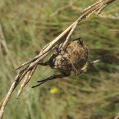 Socca pustulosa at Gordon, ACT - 22 Feb 2021 06:02 PM